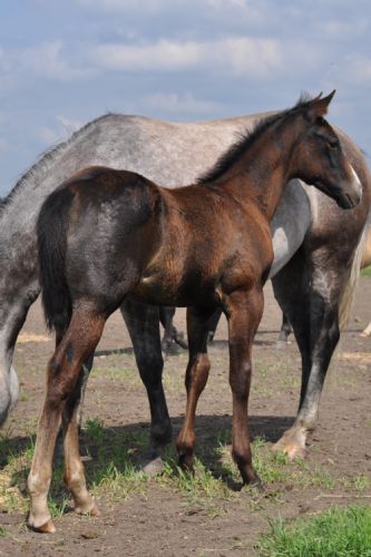 Lot# 30 Name Pending - 15 May 14, , Gray, Colt (Bunnys Smoke) X (Freckles Play Holly)